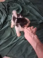Baby boy, a male Shih Tzu for sale in Peoria, IL – 4 of 5
