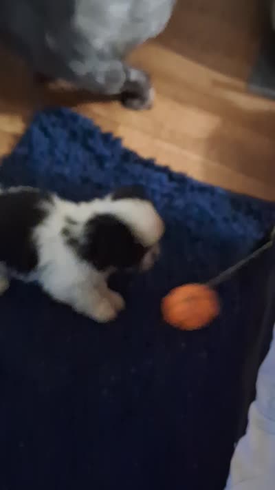 Baby boy, a male Shih Tzu for sale in Peoria, IL – 5 of 5