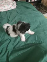 Baby girl, a female Shih Tzu for sale in Peoria, IL – Photo 1 of 5