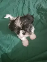 Baby girl, a female Shih Tzu for sale in Peoria, IL – Photo 3 of 5