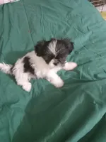 Baby girl, a female Shih Tzu for sale in Peoria, IL – Photo 5 of 5