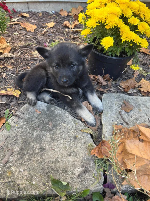 Thor – Norwegian Elkhound puppy for sale in Leesburg, OH