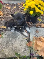 Thor, a male Norwegian Elkhound for sale in Leesburg, OH – 1 of 1