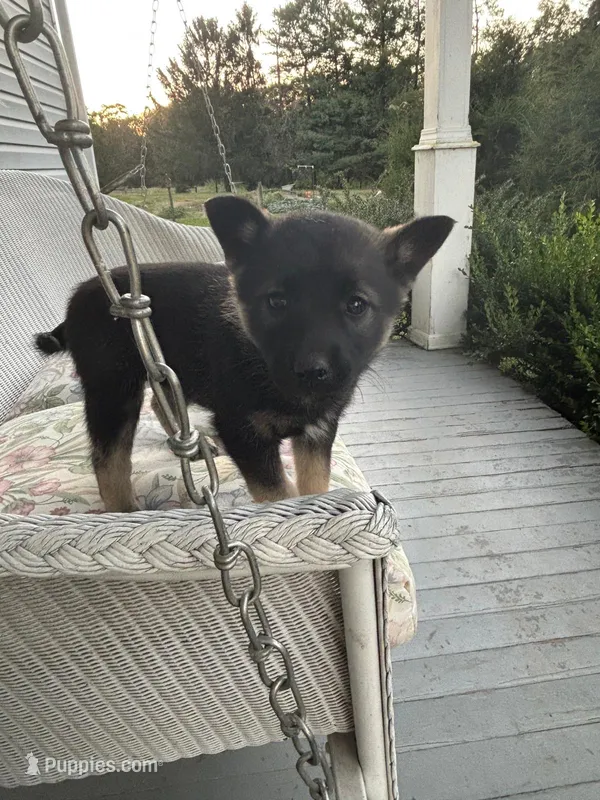 Astrid – Norwegian Elkhound puppy for sale in Leesburg, OH