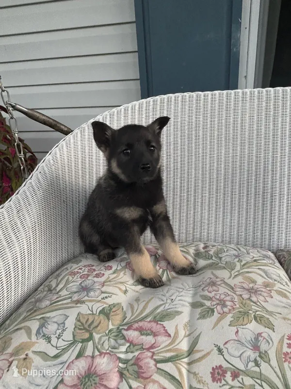 Aurora – Norwegian Elkhound puppy for sale in Leesburg, OH