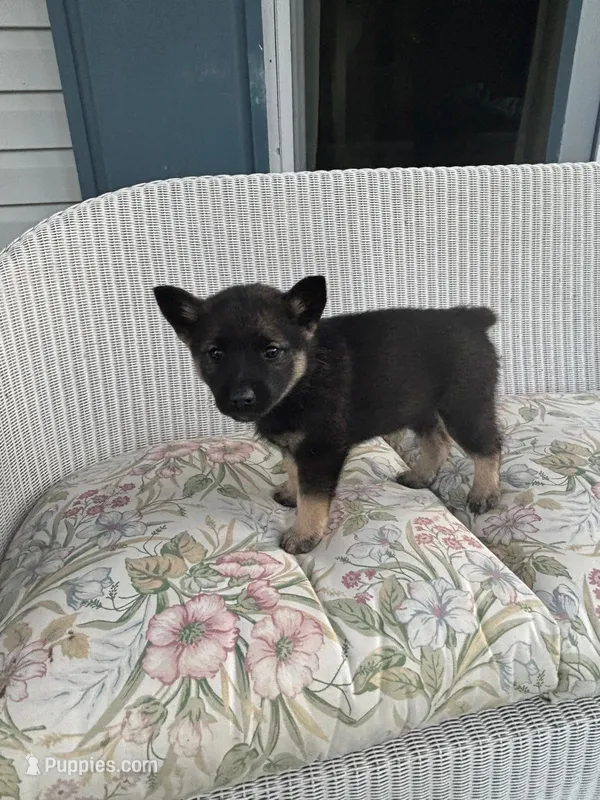 Bella – Norwegian Elkhound puppy for sale in Leesburg, OH