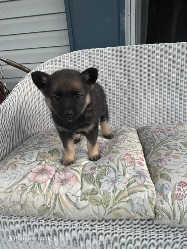 Freya – Norwegian Elkhound puppy for sale in Leesburg, OH
