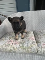 Freya, a female Norwegian Elkhound for sale in Leesburg, OH – 1 of 1