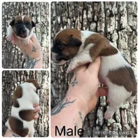 Moo cows (shorty jacks), a female Jack Russell Terrier for sale in Cross City, FL – 2 of 3