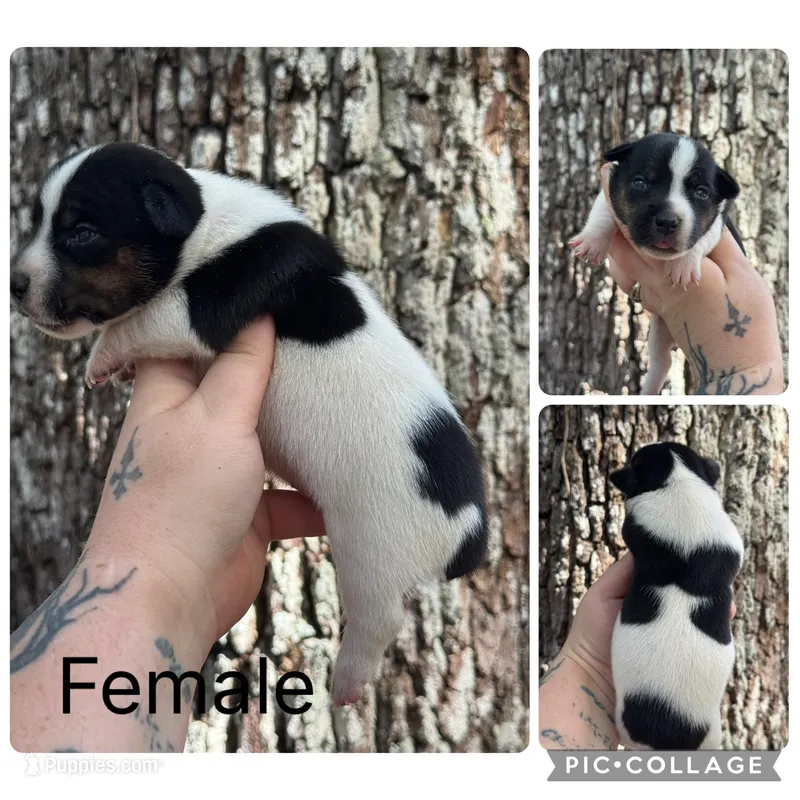 Moo cows (shorty jacks) – Jack Russell Terrier puppy for sale in Cross City, FL