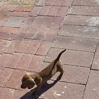 Girl Dachshund, a female Dachshund for sale in Phoenix, AZ – Photo 3 of 4