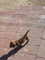 GRACE, a female Dachshund for sale in Phoenix, AZ – Photo 3 of 4