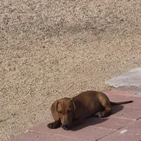Girl Dachshund, a female Dachshund for sale in Phoenix, AZ – Photo 4 of 4