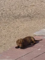 GRACE, a female Dachshund for sale in Phoenix, AZ – Photo 4 of 4