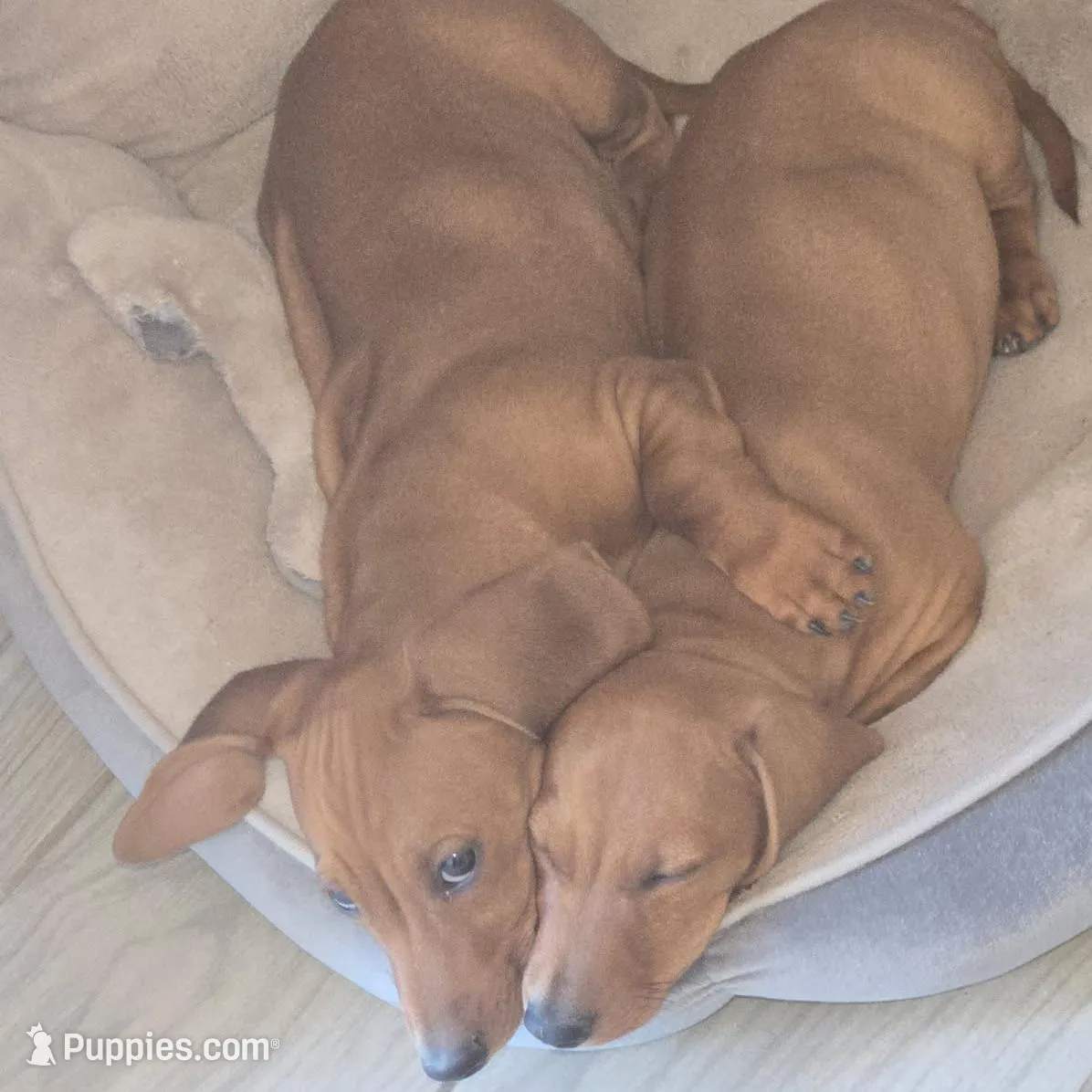 GRACE, a female Dachshund for sale in Phoenix, AZ – Photo 1 of 4