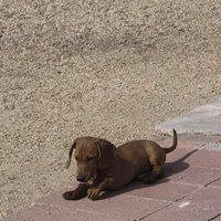 Girl Dachshund, a female Dachshund for sale in Phoenix, AZ – Photo 2 of 4