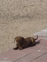 GRACE, a female Dachshund for sale in Phoenix, AZ – Photo 2 of 4