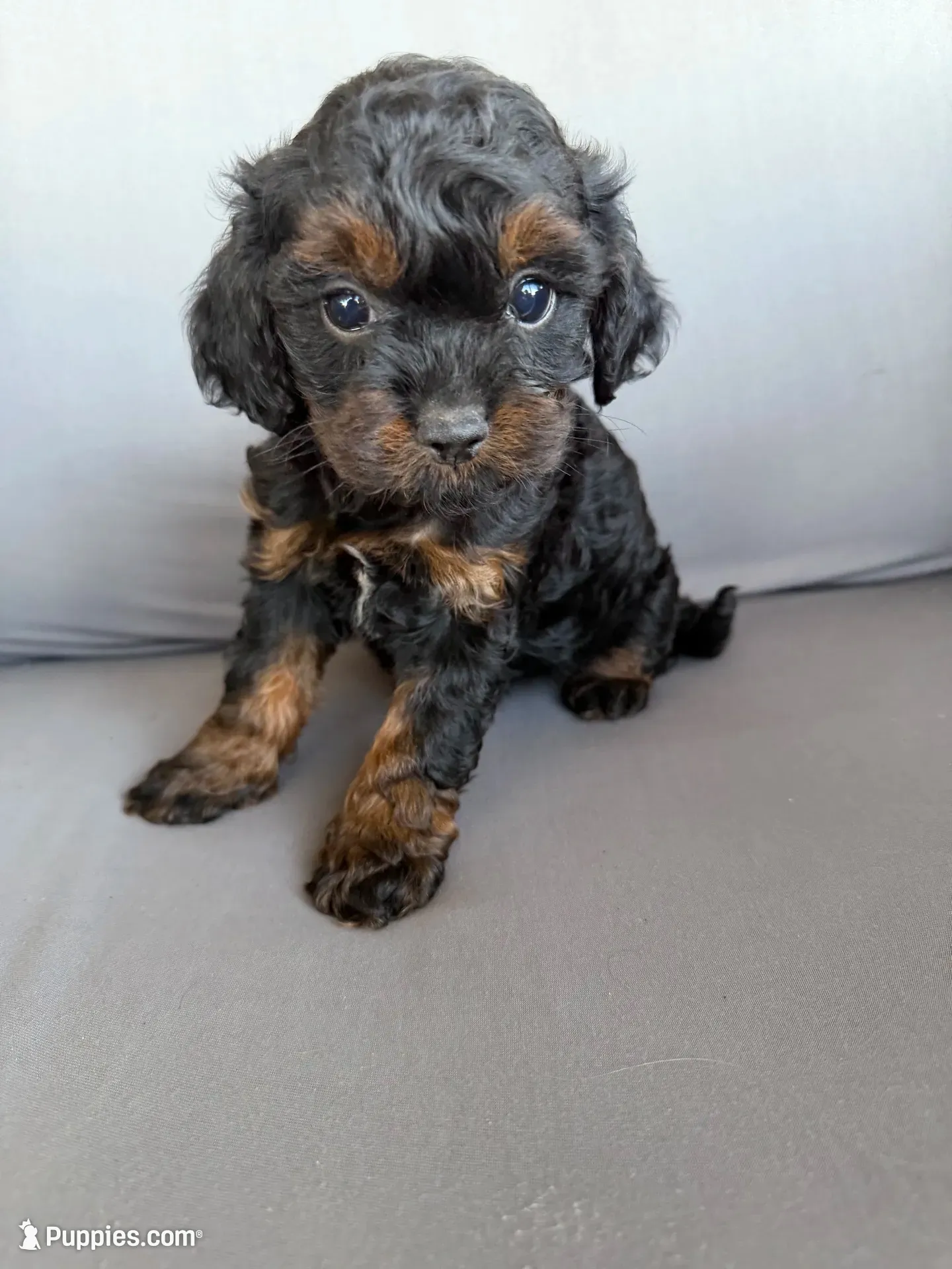 Mini Cavapoos , a female Cavapoo for sale in Luttrell, TN – 1 of 8