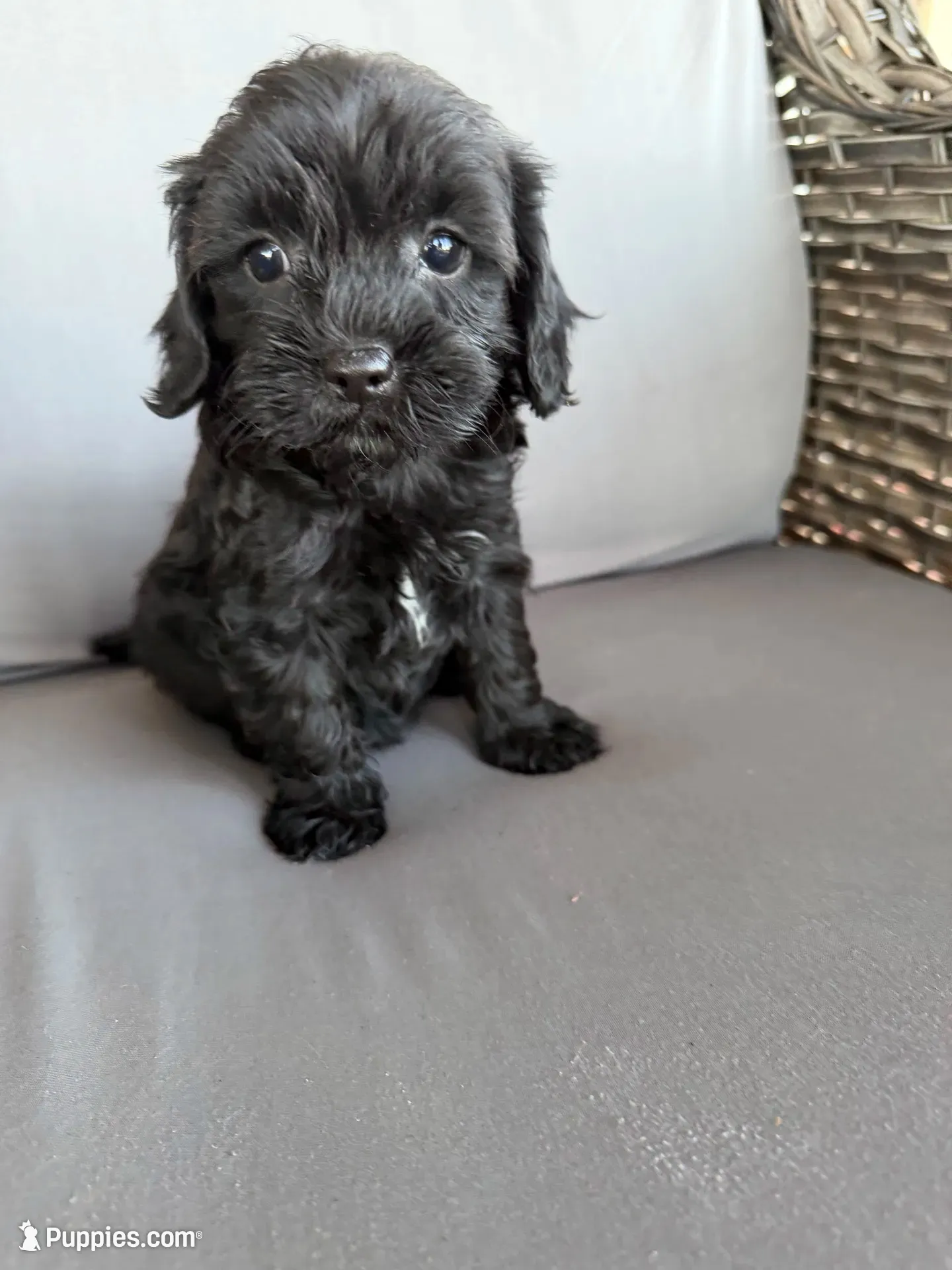 Mini Cavapoos , a female Cavapoo for sale in Luttrell, TN – 8 of 8