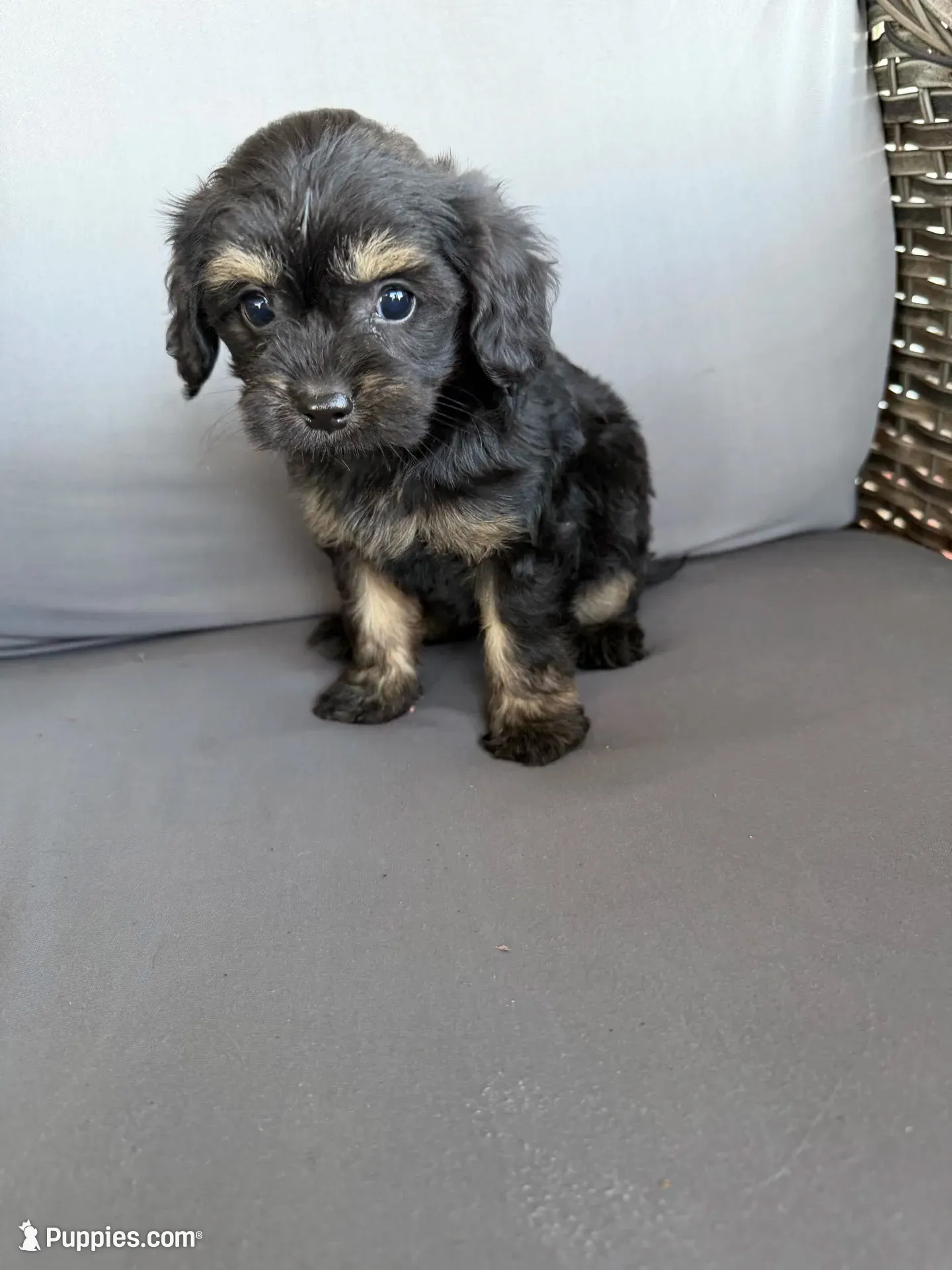 Mini Cavapoos , a female Cavapoo for sale in Luttrell, TN – 7 of 8