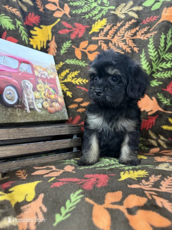 Mini Cavapoos  – Cavapoo puppy for sale in Luttrell, TN