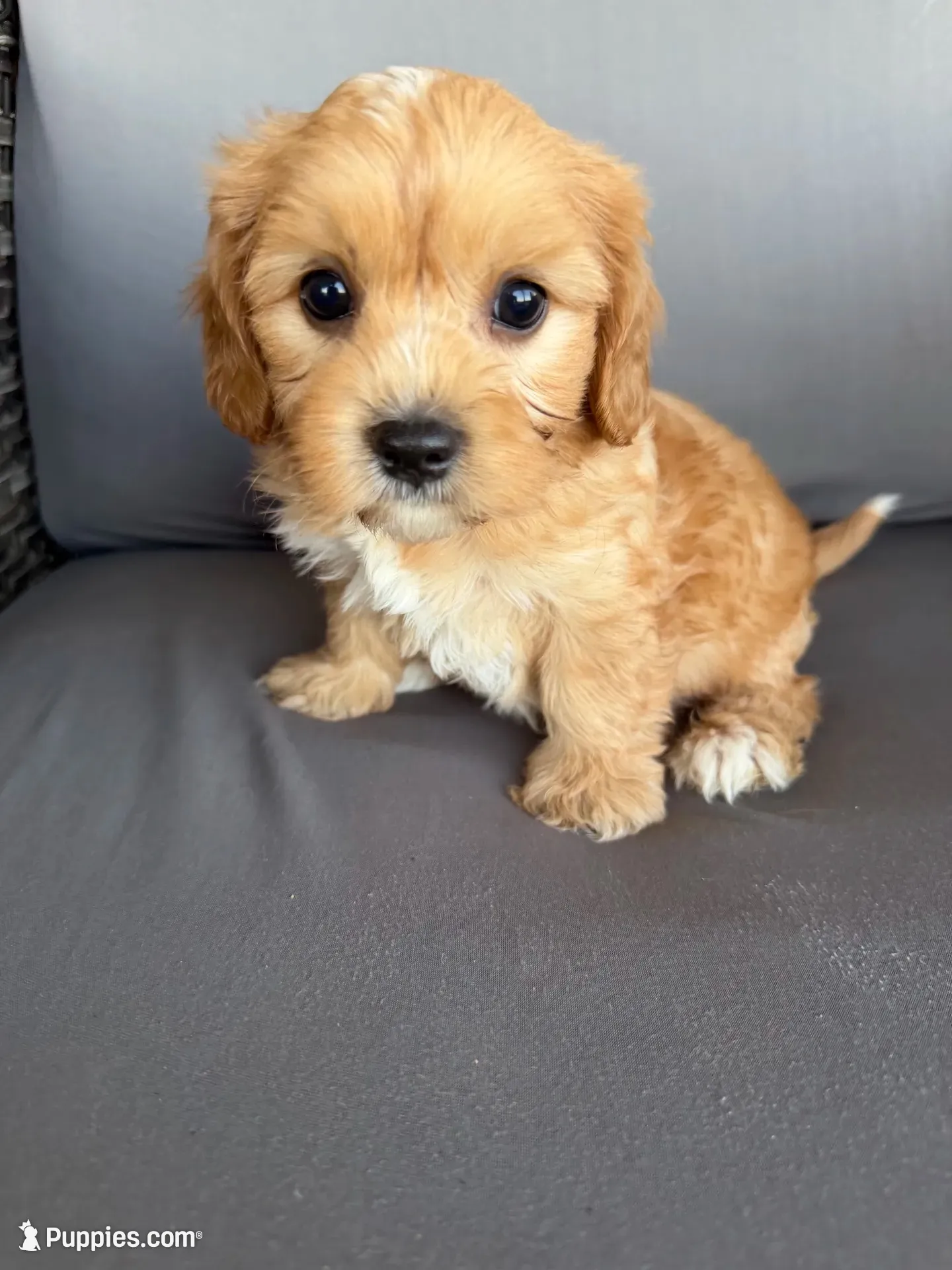 Mini Cavapoos , a female Cavapoo for sale in Luttrell, TN – 6 of 8