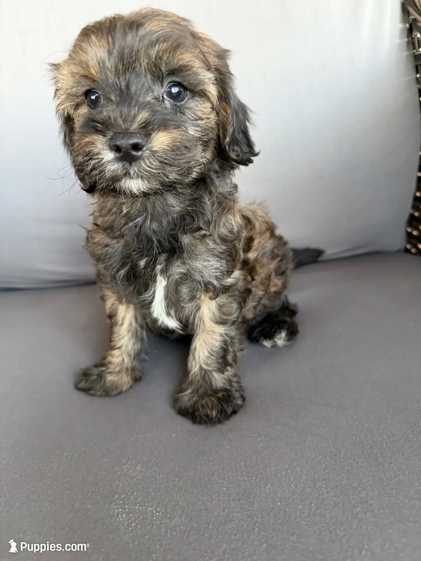 Mini Cavapoos , a female Cavapoo for sale in Luttrell, TN – 2 of 8