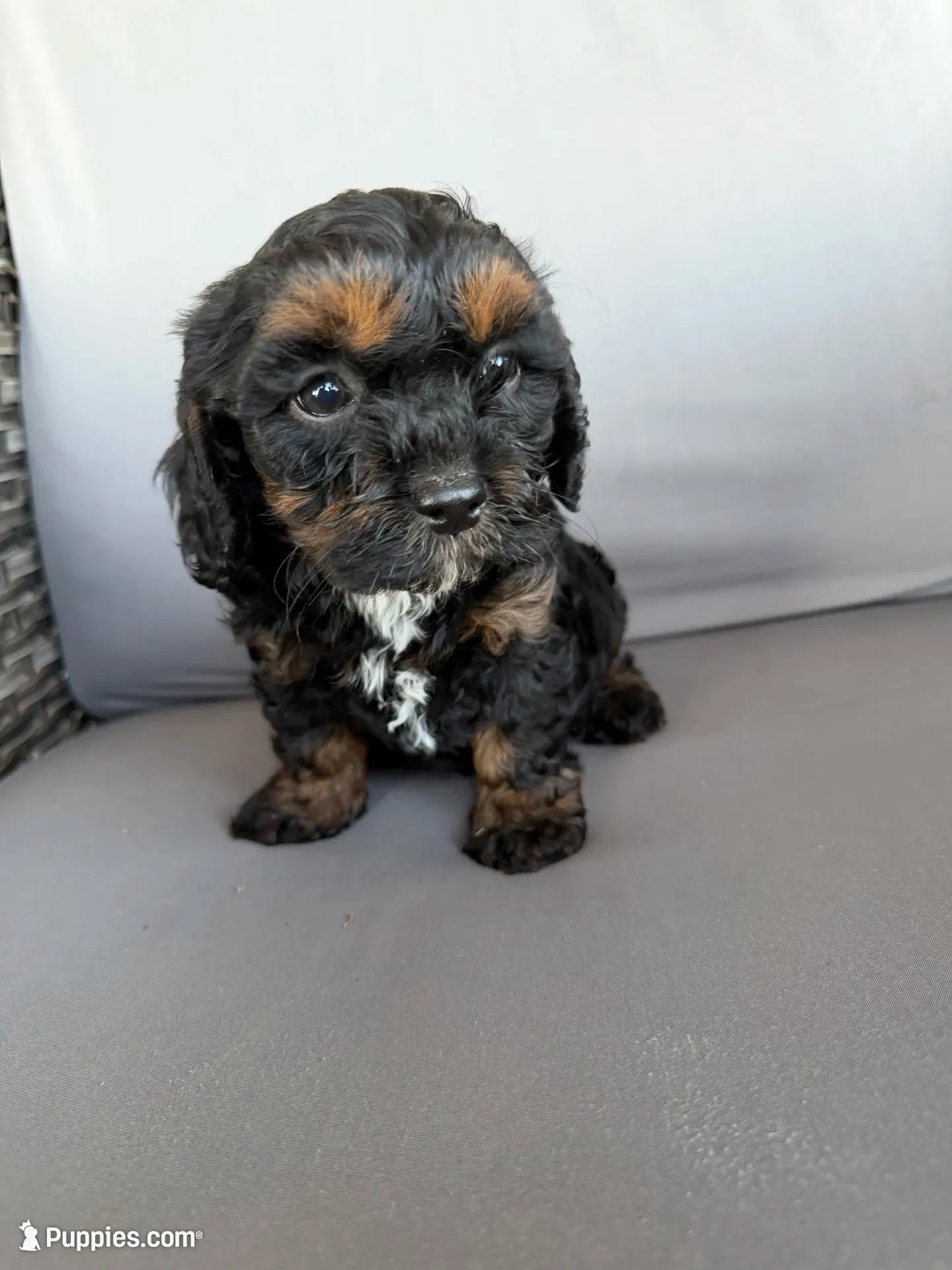 Mini Cavapoos , a female Cavapoo for sale in Luttrell, TN – 3 of 8