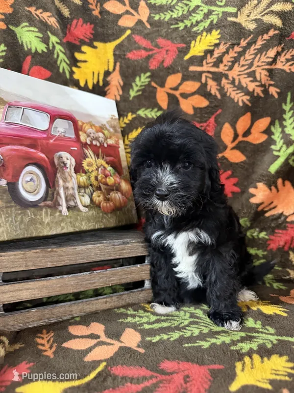 Mini Cavapoos  – Cavapoo puppy for sale in Luttrell, TN