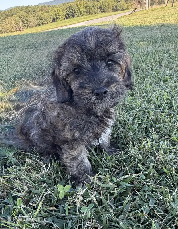 Mini Cavapoos  – Cavapoo puppy for sale in Luttrell, TN