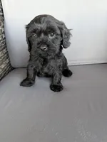 Mini Cavapoos , a female Cavapoo for sale in Luttrell, TN – 4 of 8