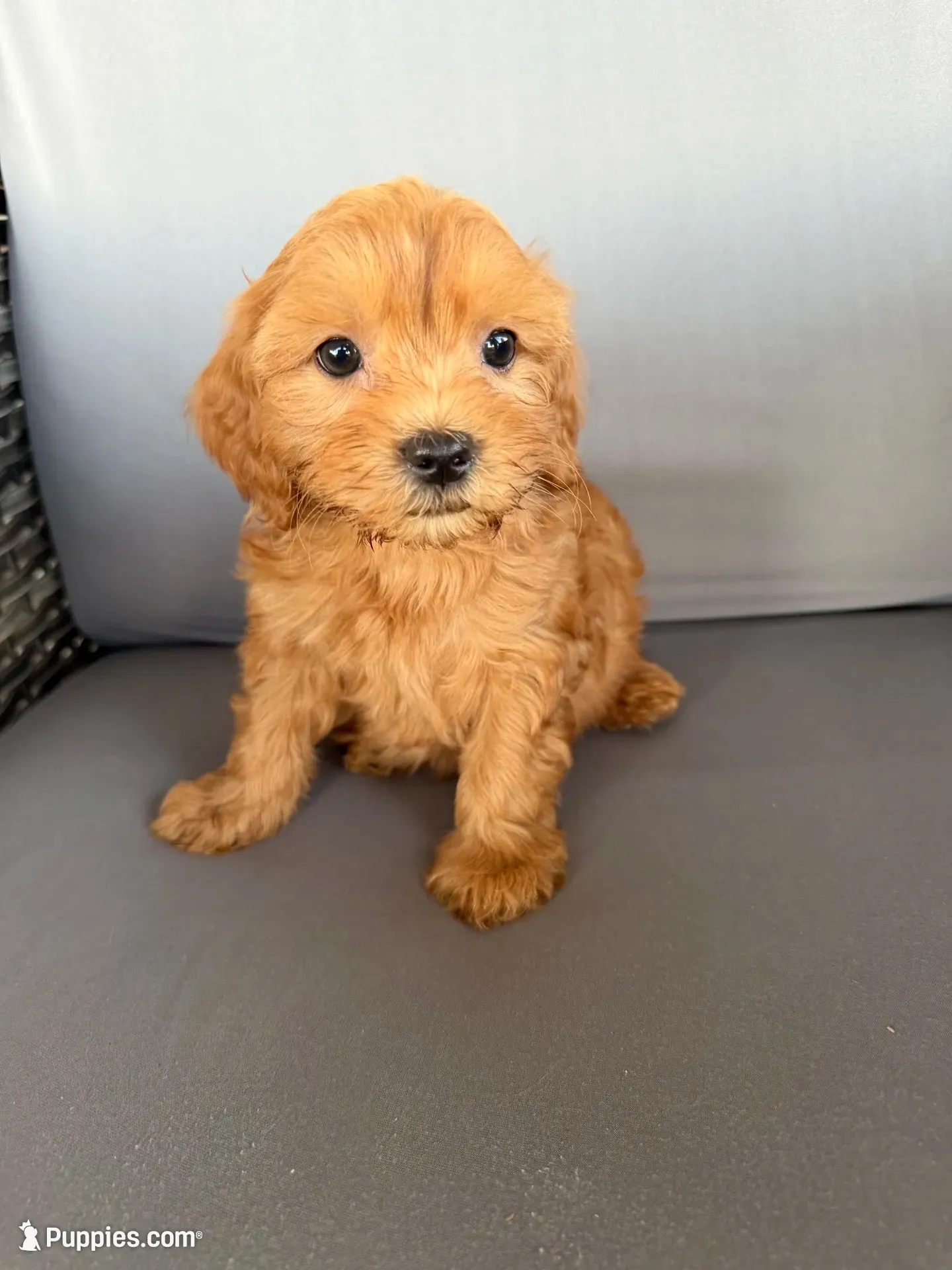 Mini Cavapoos , a female Cavapoo for sale in Luttrell, TN – 5 of 8