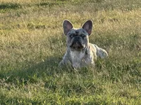 Titan / Rufus, a male French Bulldog for sale in Bethpage, TN – 5 of 6