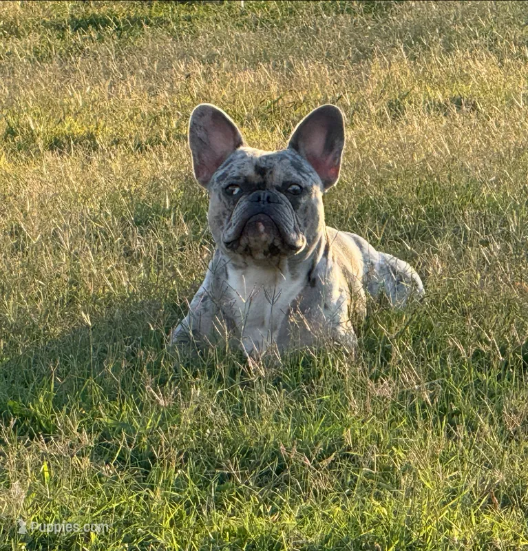 Titan / Rufus – French Bulldog puppy for sale in Bethpage, TN