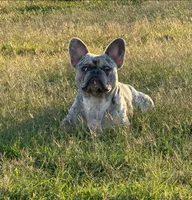 Titan / Rufus, a male French Bulldog for sale in Bethpage, TN – 1 of 6