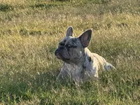 Titan / Rufus, a male French Bulldog for sale in Bethpage, TN – 4 of 6