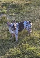 Titan / Rufus, a male French Bulldog for sale in Bethpage, TN – 2 of 6