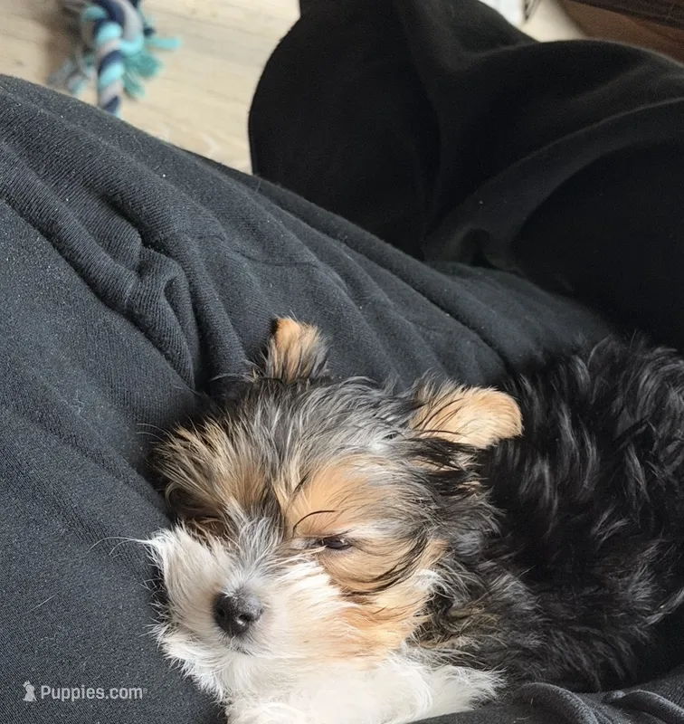 Rex – Yorkshire Terrier puppy for sale in Kalamazoo, MI
