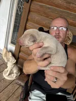 Brut, a male Labrador Retriever for sale in Leasburg, MO – 4 of 5