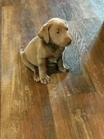 HIHOoo Silver , a female Labrador Retriever for sale in Leasburg, MO – 5 of 6