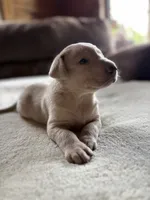 Candy, a female Labrador Retriever for sale in Leasburg, MO – 9 of 9