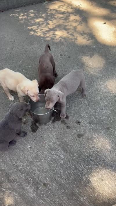 HIHOoo Silver , a female Labrador Retriever for sale in Leasburg, MO – 6 of 6