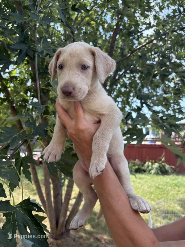 Brut – Labrador Retriever puppy for sale in Leasburg, MO