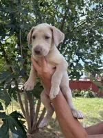 Brut, a male Labrador Retriever for sale in Leasburg, MO – 2 of 5