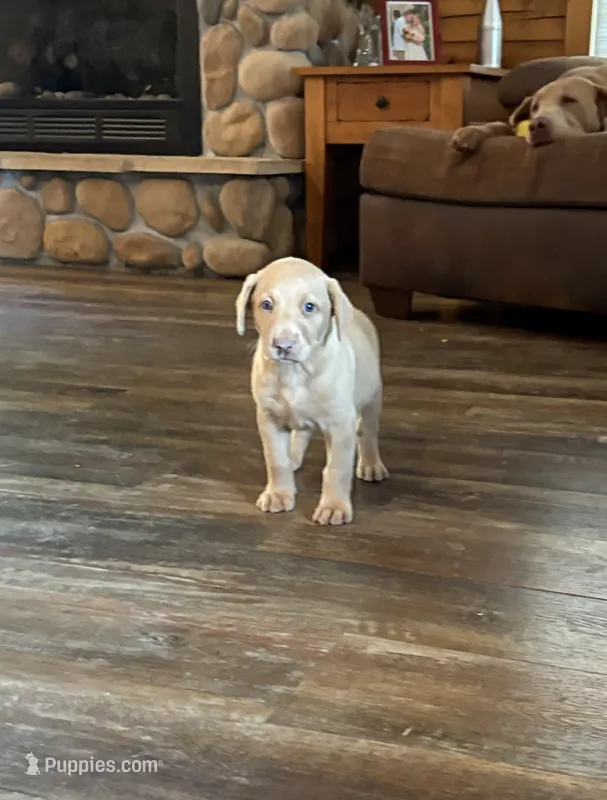 Rose – Labrador Retriever puppy for sale in Leasburg, MO