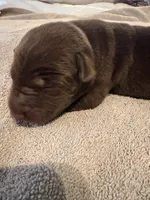 Hershey , a male Labrador Retriever for sale in Leasburg, MO – 4 of 5
