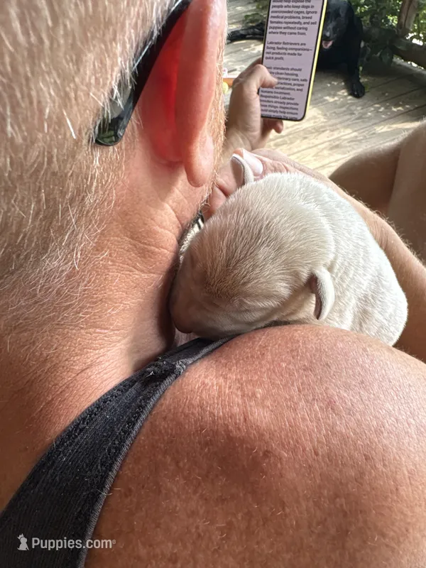 Chandy – Labrador Retriever puppy for sale in Leasburg, MO