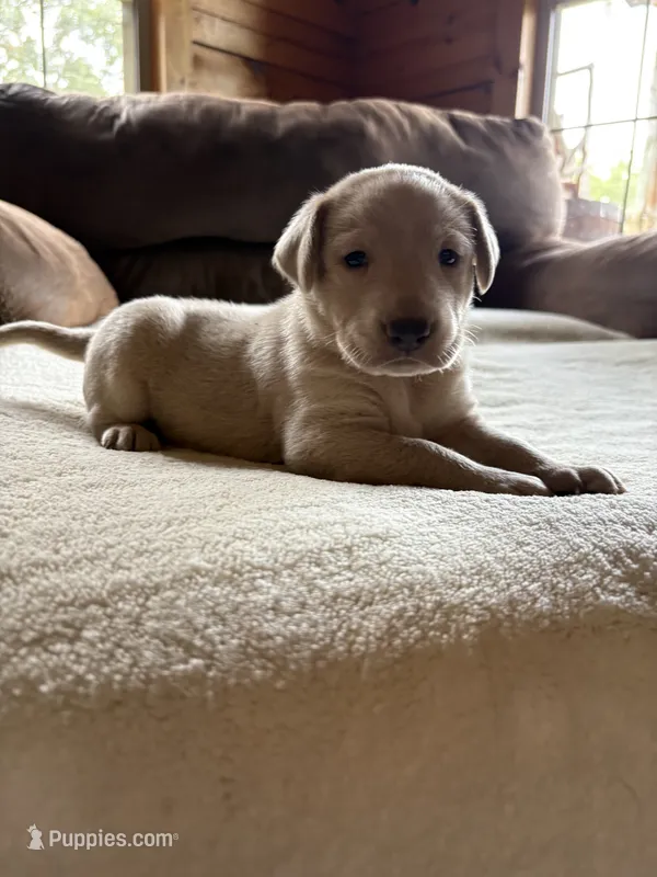Candy – Labrador Retriever puppy for sale in Leasburg, MO