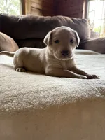Candy, a female Labrador Retriever for sale in Leasburg, MO – 1 of 9