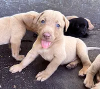 Jack, a male Labrador Retriever for sale in Leasburg, MO – 3 of 8